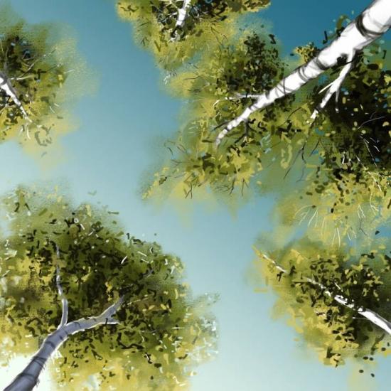 Birch trees by thaokts