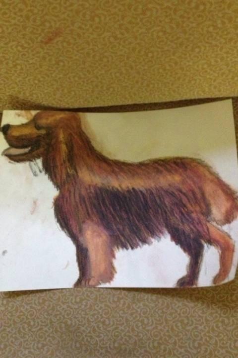 Irish Setter