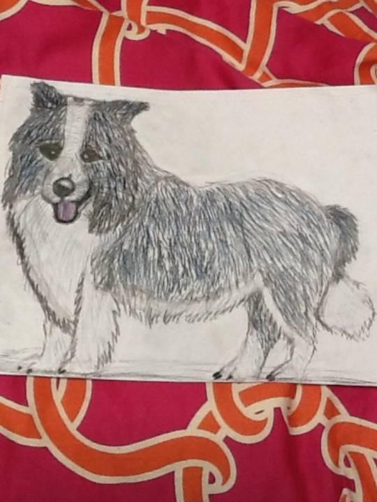 Border Collie (Advanced!)