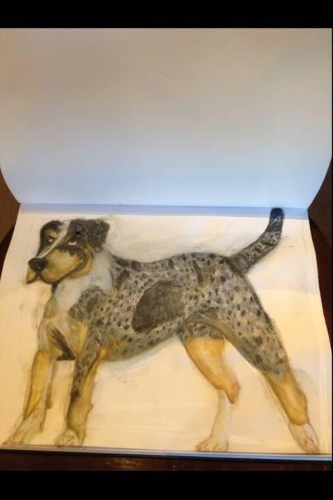 Catahoula Leopard Dog (blue+red merl coat)