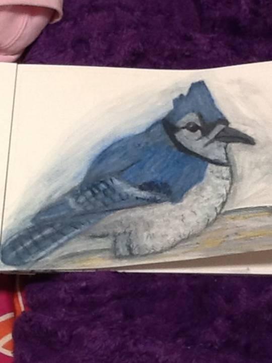 Blue Jay