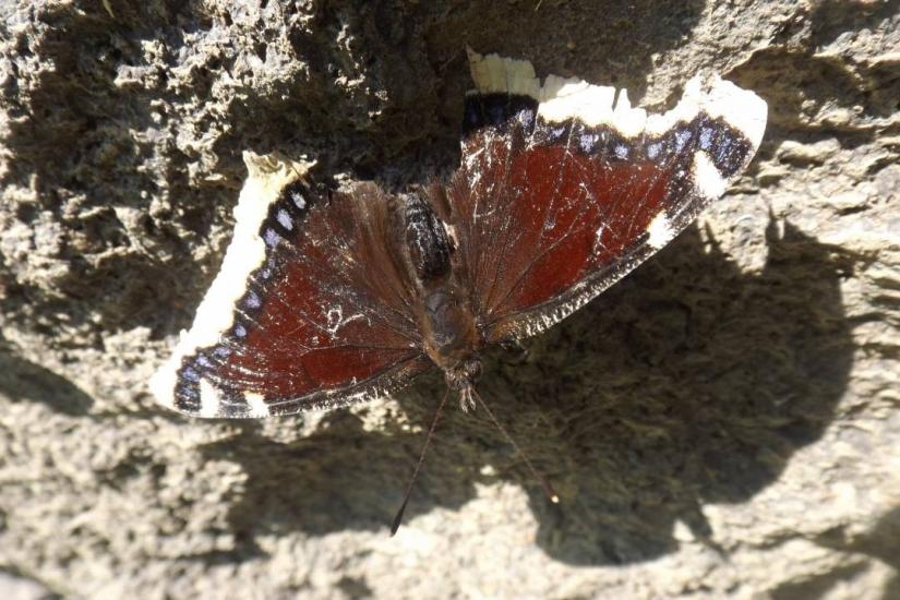 Battered butterfly