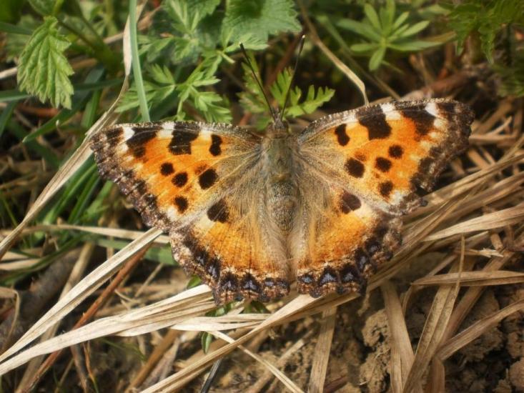 Butterfly