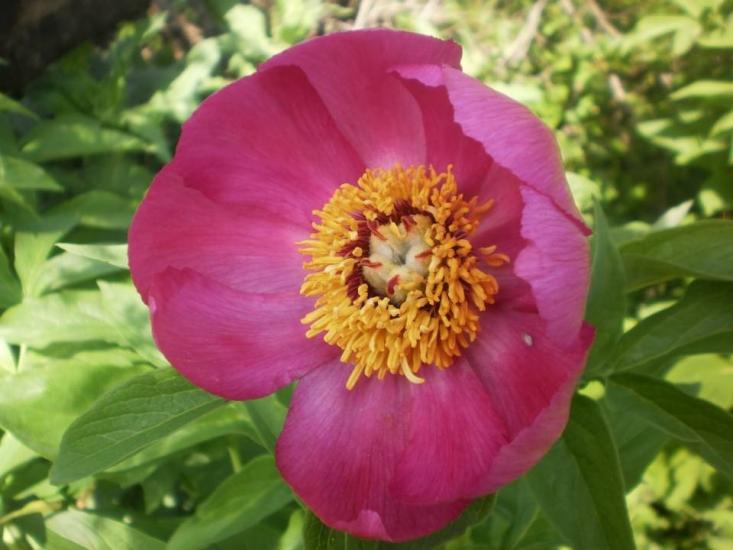 Banatic peonia