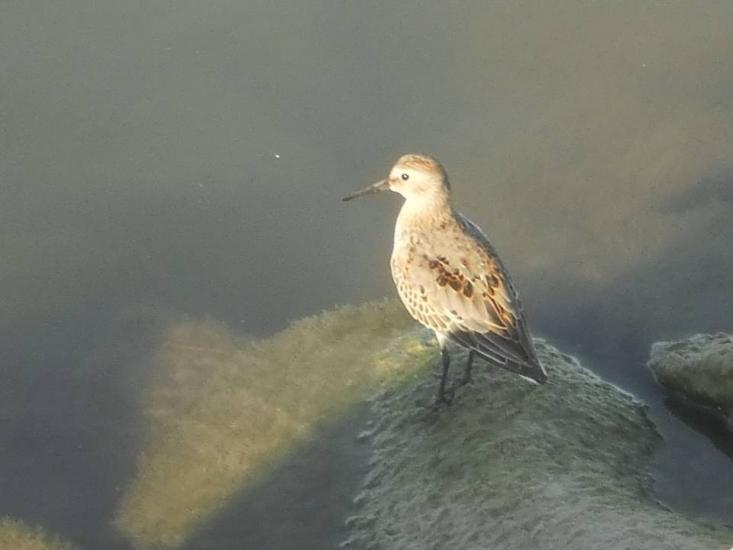 Dunlin