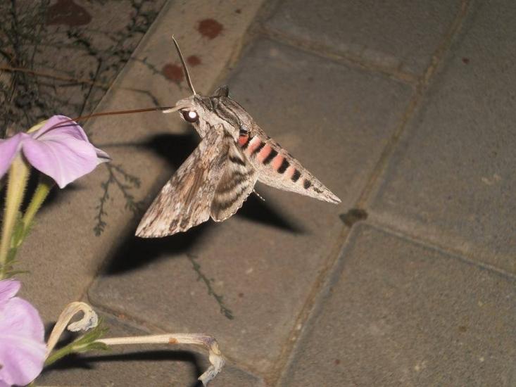 Like a hummingbird