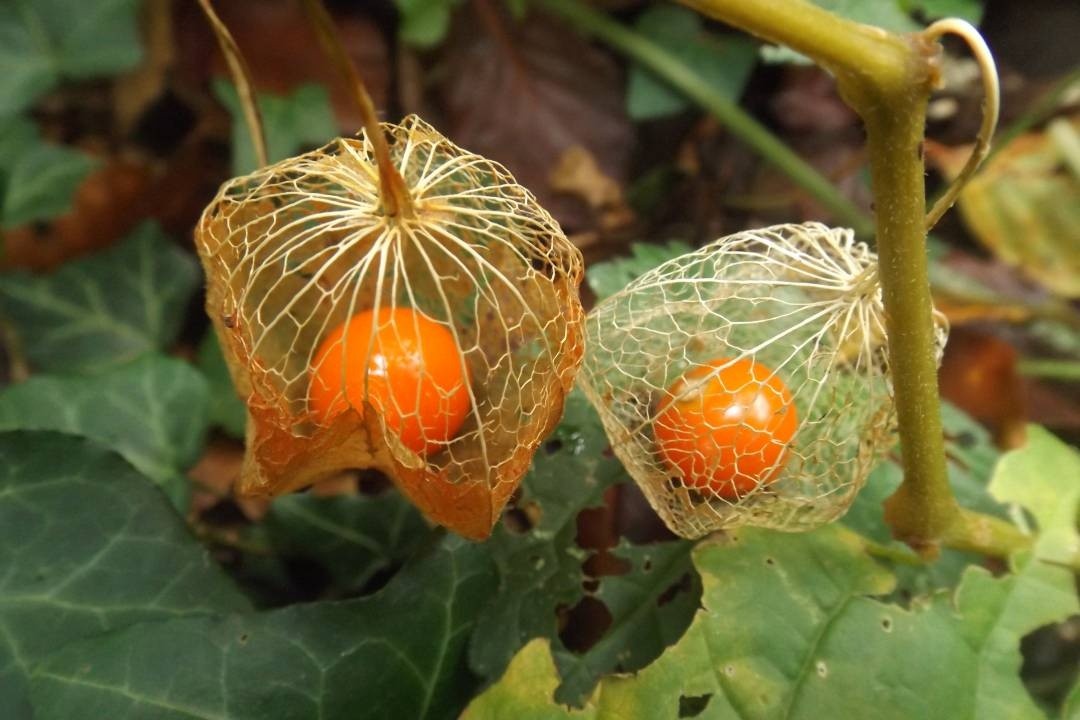 Lantern-duo
