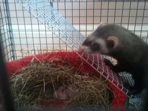 watching over her babies