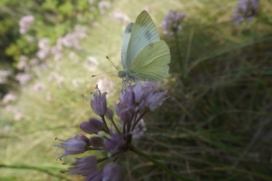 White-beauty