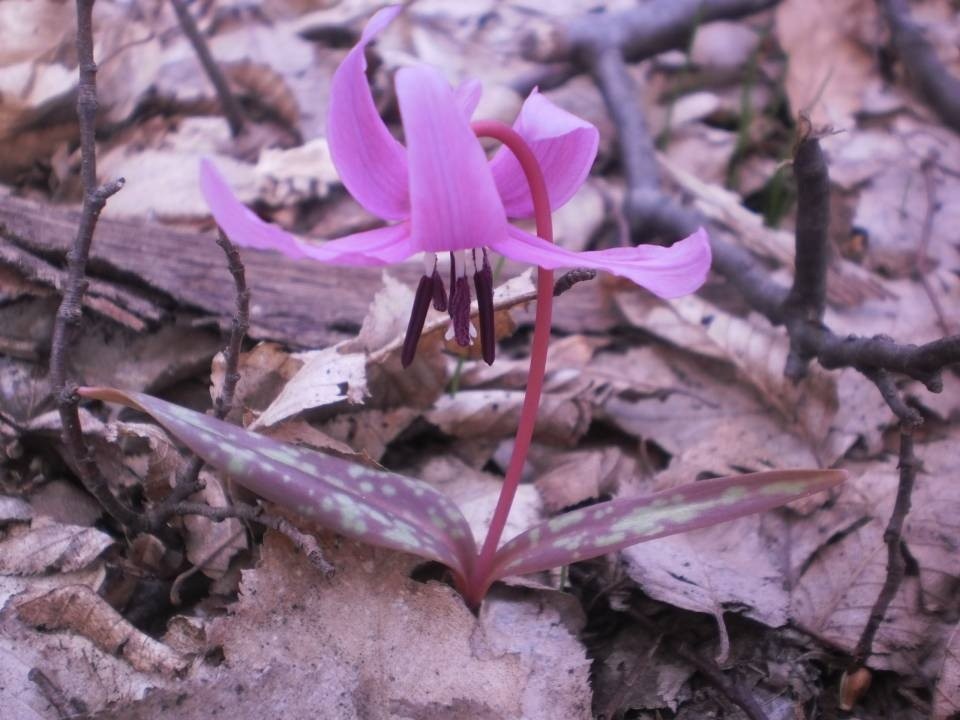 Bowing-flower