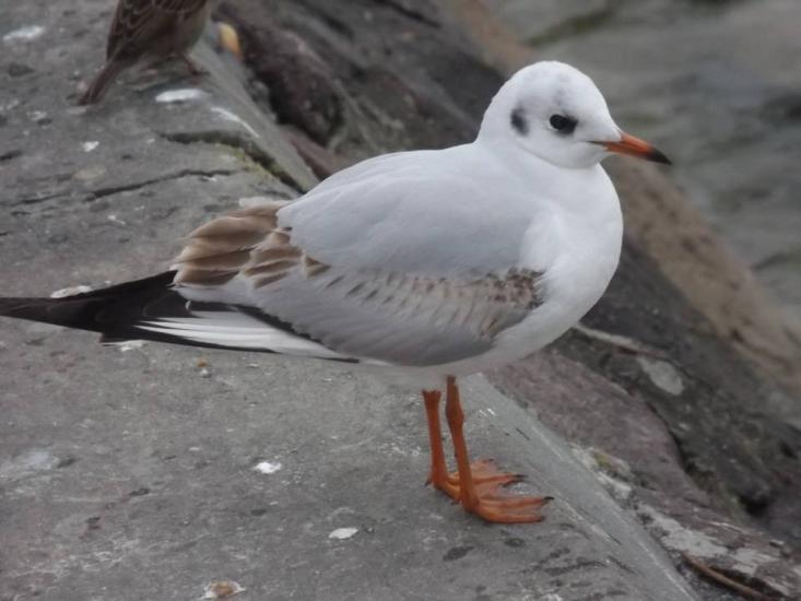 Seagull