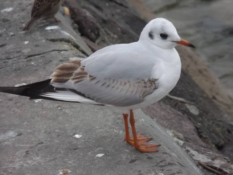 Seagull