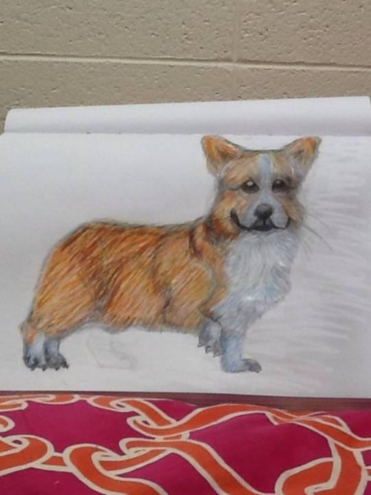 Pembroke Welsh Corgi