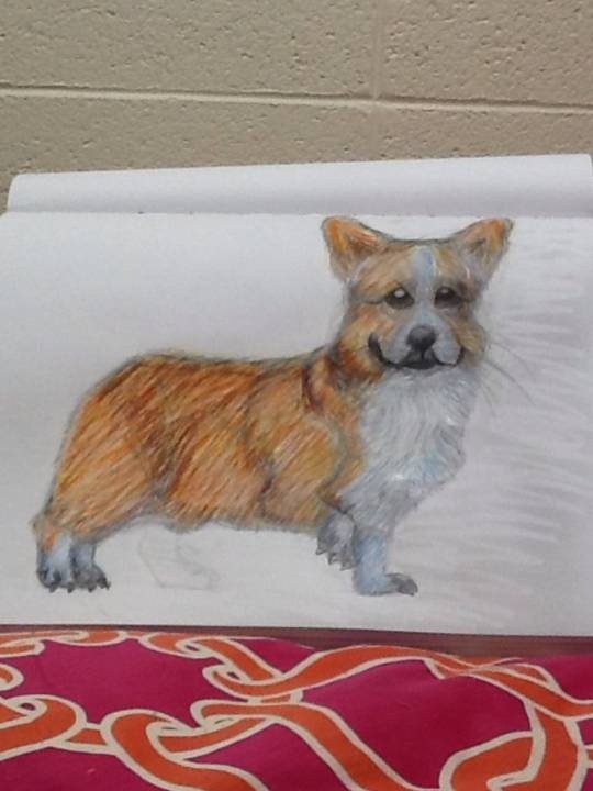 Pembroke-Welsh-Corgi