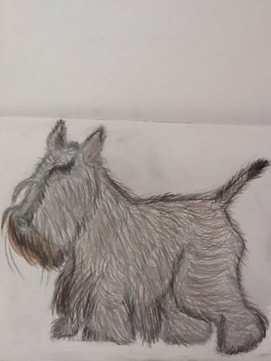 Scottish Terrier (Scottie)