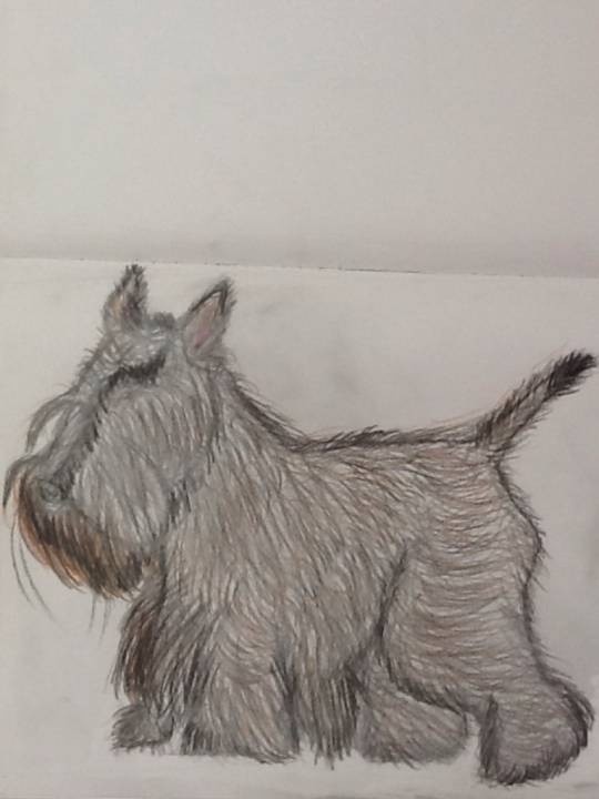 Scottish-Terrier-Scottie