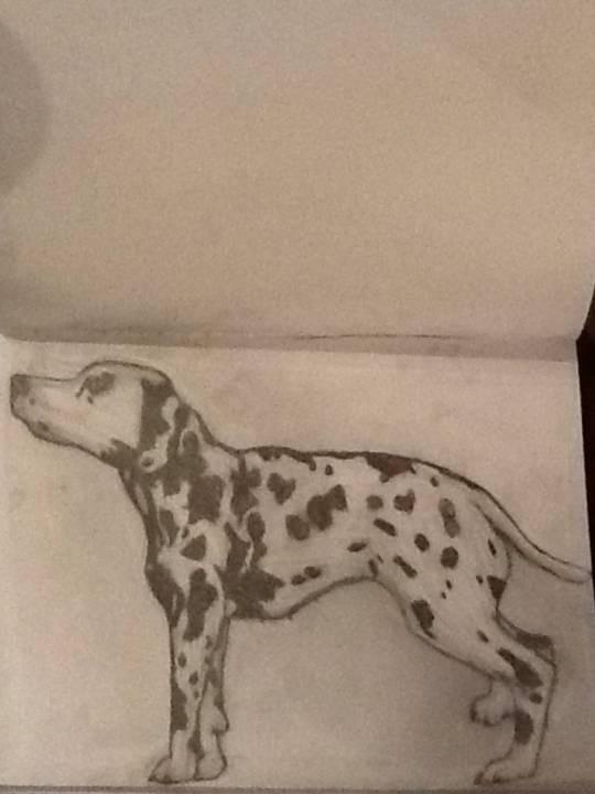 Dalmatian