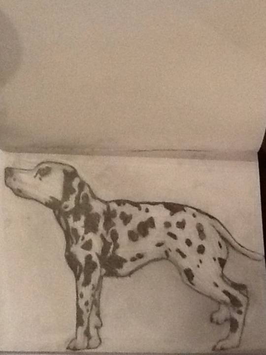Dalmatian