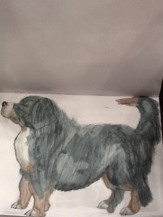 Bernese Mountain Dog (Water-Based Pencil Drawing)