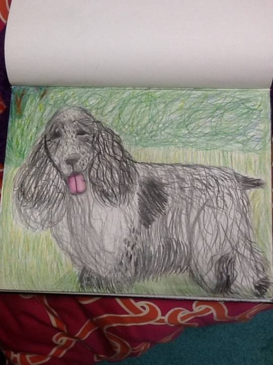 English-Cocker-Spaniel