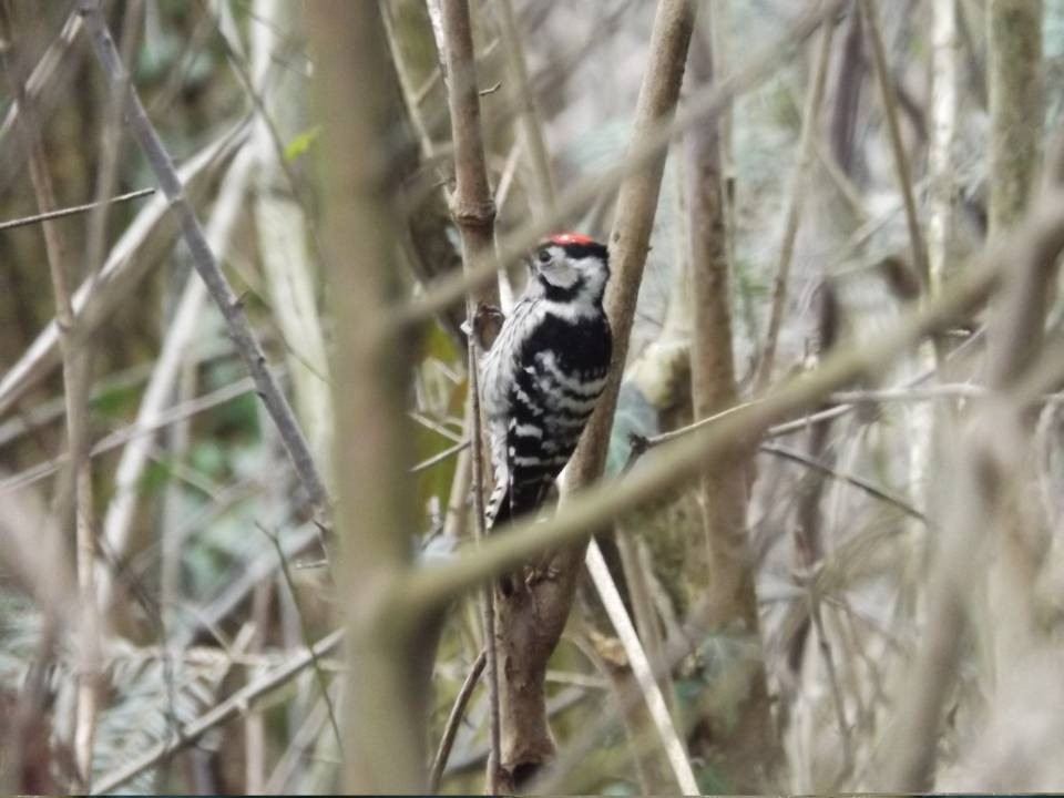 Woodpecker