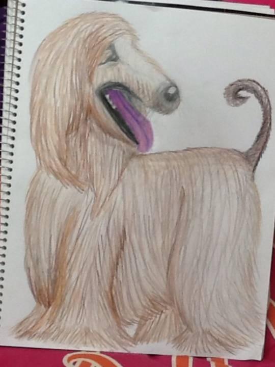Afghan Hound