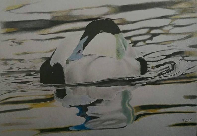 Eider Duck by JPW Artist