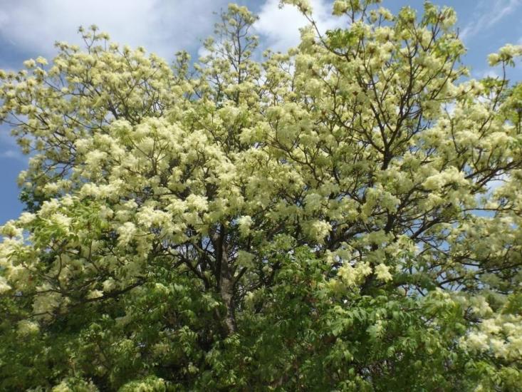 Full bloom