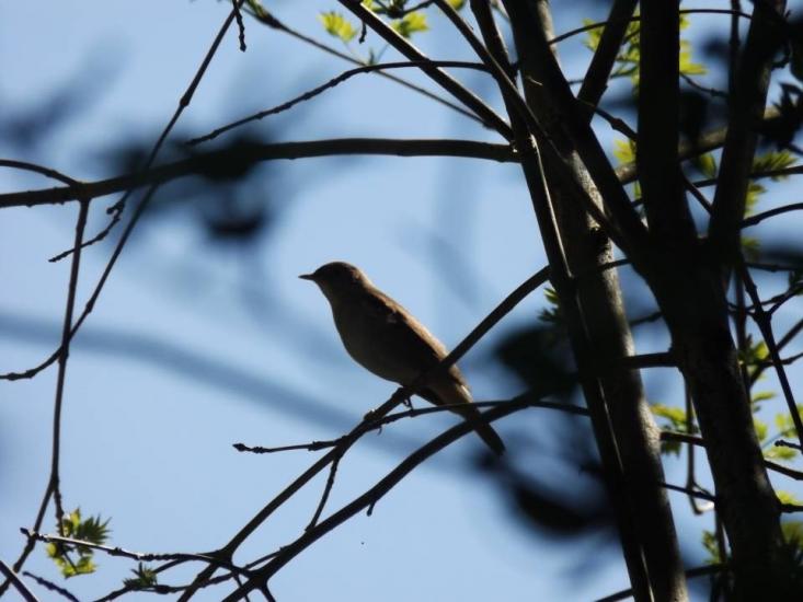 Nightingale of mystery