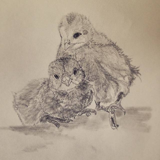 Chick-brothers