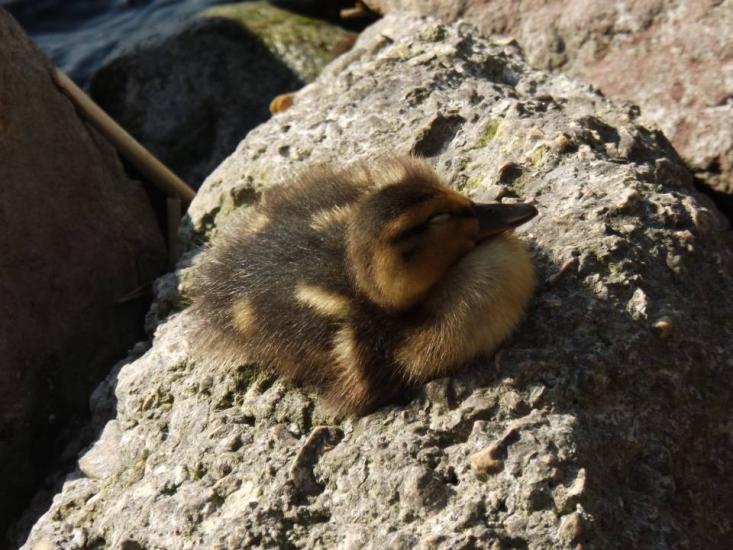 Sleepy duckling