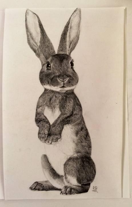 bunny by doodles