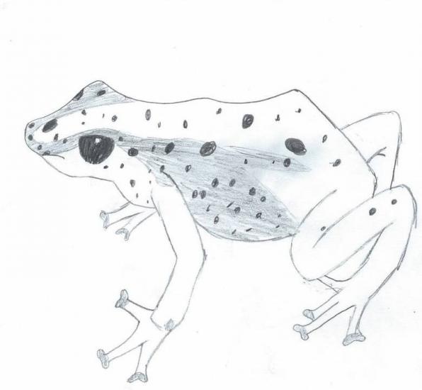 Poison Dart Frog by Ella