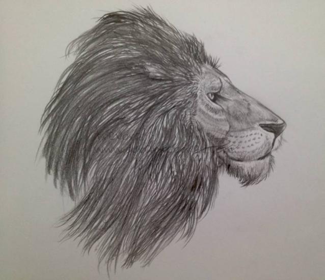 Lion Drawing