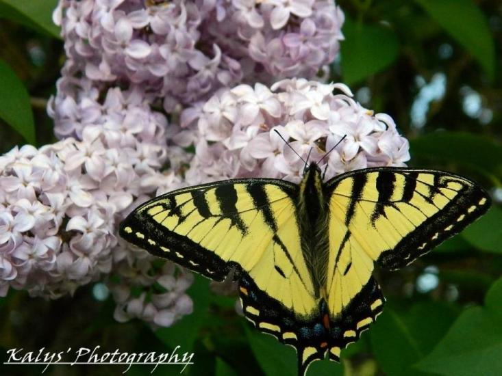 Lilac - Butterfly by Joseph kalys