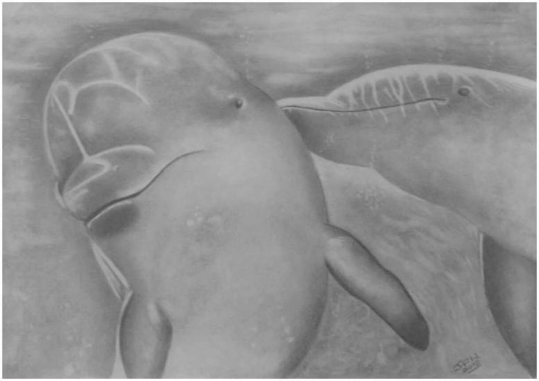 Dolphins (old drawing) by JPW Artist