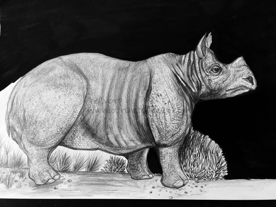 Rhino-WIP