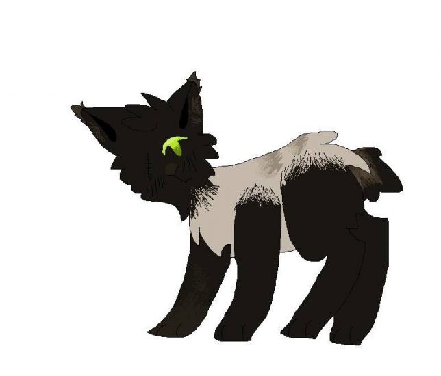 Black Smoke Norwegian Forest cat