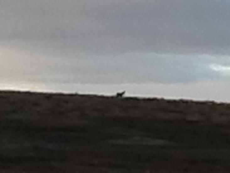 Howling in the Badlands