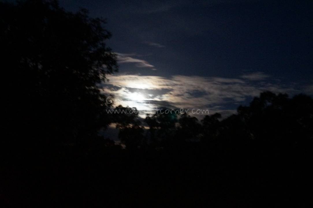 The-Moonlight