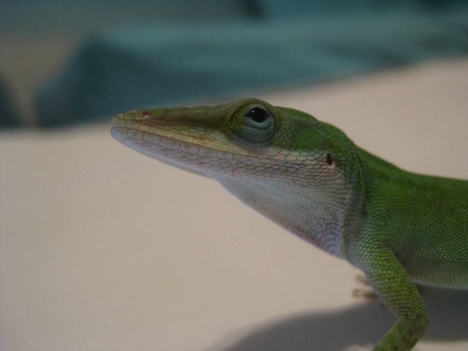 Male-Green-Anole