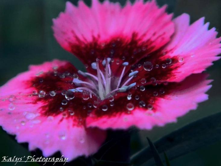 Flower - Droplets by Joseph kalys