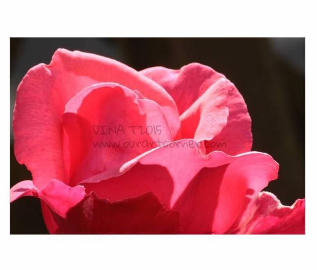 ROSE 2015