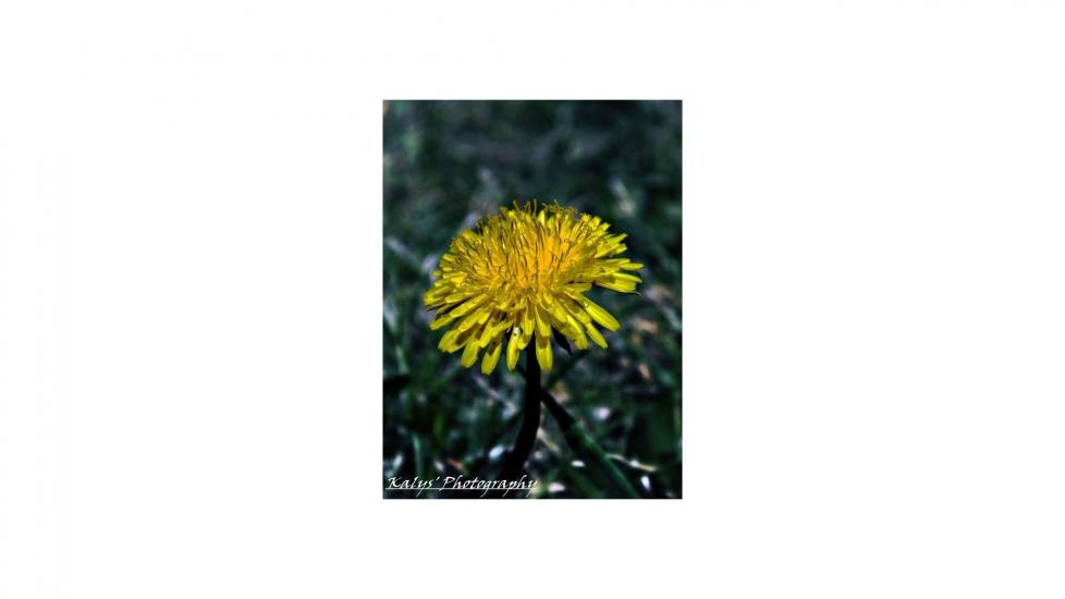 Dandelion - Unchanged by Joseph kalys