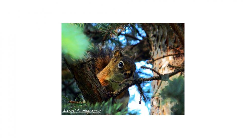 Squirrel by Joseph kalys