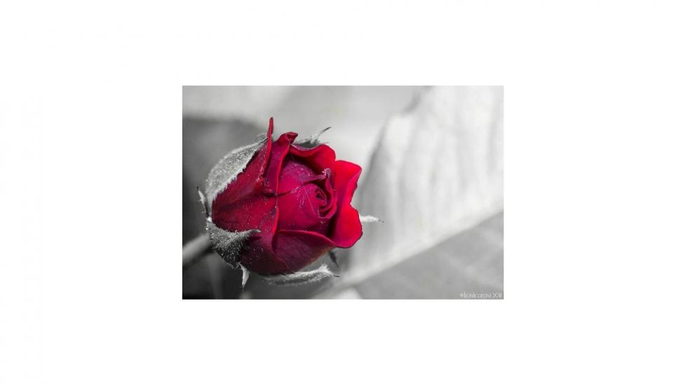 The Last Rose by bonacorona