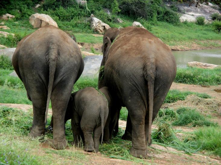 Cute family (Safari)