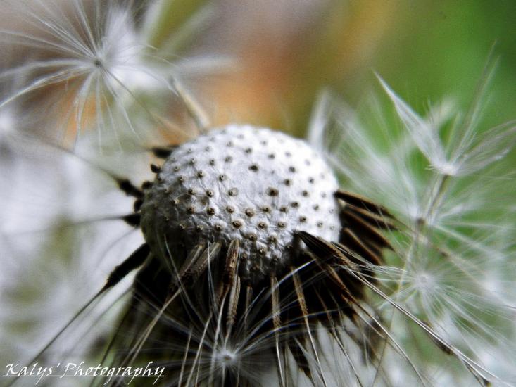 Seed away by Joseph kalys