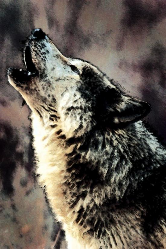 #14 Wolf by Clarvius