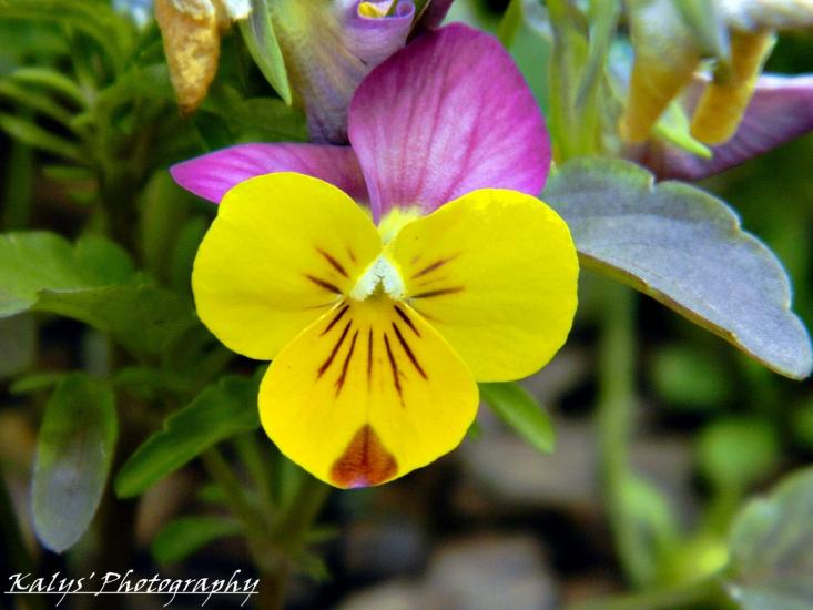 Color 2 - Yellow by Joseph kalys